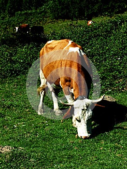 Cows grazing