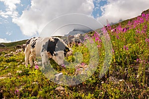 Cows Grazing