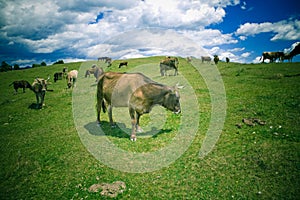 Cows grazing photo