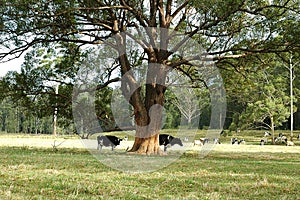 Cows Grazing