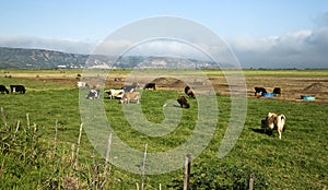 Cows grazing