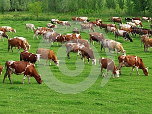 Cows grazing