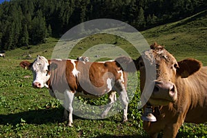 Cows grazing