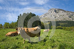 Cows grazing, Abadino, Bizkaia