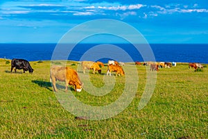 Cows grazing at Ales Stenar in Sweden