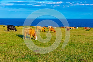 Cows grazing at Ales Stenar in Sweden