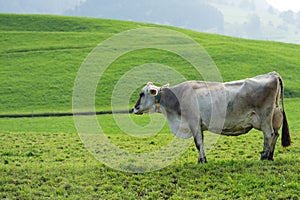 Cows are grazing on Alpine meadow. Cattle pasture in a grass field.