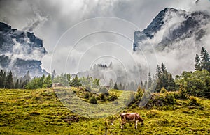 Cows grazing in alpine mountain scenery with mountain peaks covered in mystic fog in summer, Rosenlaui, Berner Oberland,