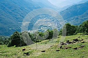 Cows grazing in an alpine valley. Valle d` Ayas, Italy