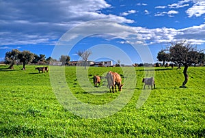 Cows grazing in apulian countryside.