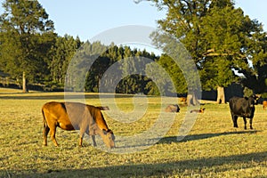 Cows grazing in a Araucania Chile