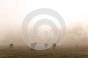 Cows grazing on autumn morning pasture. Foggy mood, colorful warm light