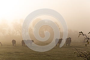 Cows grazing on autumn morning pasture. Foggy mood, colorful warm light