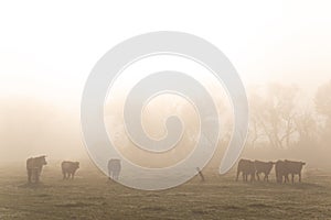 Cows grazing on autumn morning pasture. Foggy mood, colorful warm light