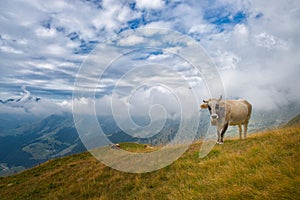 Cows grazing in the Bergamo mountains in italy