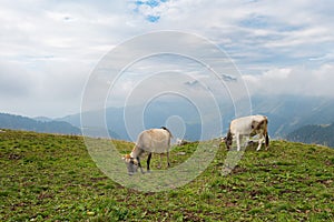 Cows grazing in the Bergamo mountains in italy