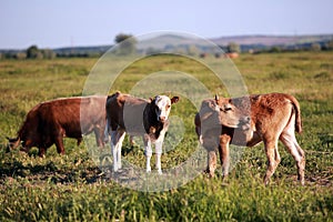 Cows grazing