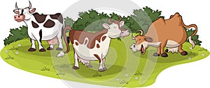 cows grazing. Cattle on grass field.