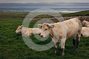 Cows grazing on the Cliffs of Moher, County Clare