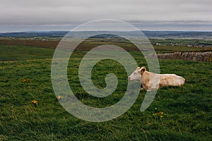 Cows grazing on the Cliffs of Moher, County Clare