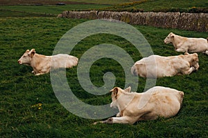 Cows grazing on the Cliffs of Moher, County Clare