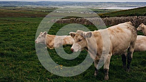 Cows grazing on the Cliffs of Moher, County Clare