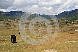 Cows are grazing in the countryside near Gangtey (Bhutan)