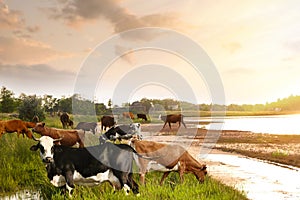 Cows grazing at countryside on sunny day