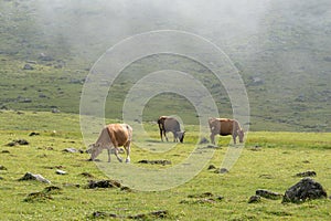 Cows grazing and eating grass in grass field at farm with green background in sunny day.