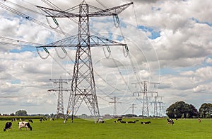 Cows grazing between the electricity pylons