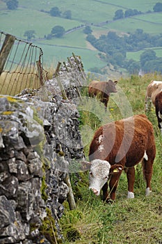 Cows grazing in English countryside