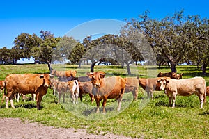 Cows grazing in Extremadura Dehesa Spain
