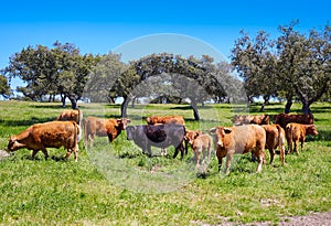 Cows grazing in Extremadura Dehesa Spain photo