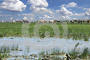 Cows Grazing On A Farm Field With Blue Sky And Clouds