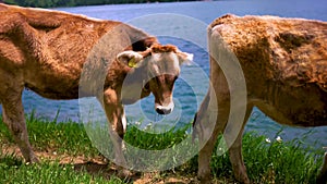 Cows grazing on a farm. Landscape,