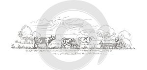 Cows grazing in a farmland/nature landscape vector sketch.