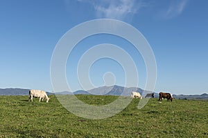 Cows grazing in the field