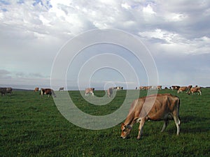 Cows grazing in the field