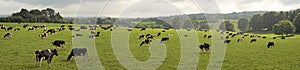 Cows grazing in field photo