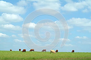 Cows grazing in the field