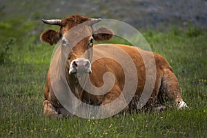 Cows grazing in field in afternoon in countryside. Greek rural landscape with free range cattle grazing in a pasture