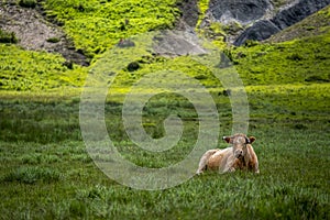 Cows grazing in field in afternoon in countryside. Greek rural landscape with free range cattle grazing in a pasture