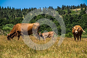 Cows grazing in a field in Cevennes National Park, Lozere, France
