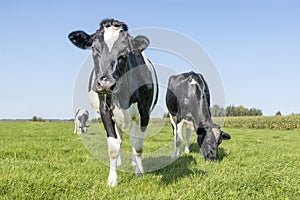 Cows grazing in a field, frisian holstein, standing in a pasture under a blue sky and horizon over land