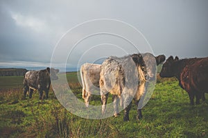 Cows Grazing in the Field with Hadrian`s Wall in the Distance