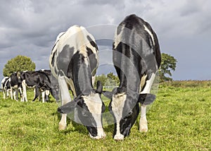 Cows grazing in a field, happy and joyful and a blue sky, heifer eating next to each other in a green meadow