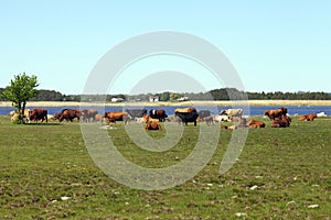 Cows are grazing on field at lake, Estonia