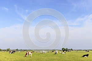 Cows grazing in field landscape, peaceful and happy, a group in Dutch pasture of flat land with a blue sky