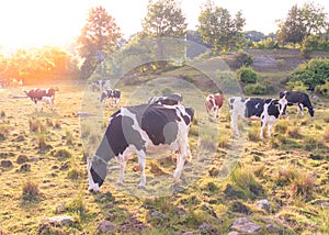 Cows grazing in a field on a late summer afternoon with sun beaming through the background