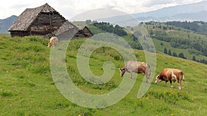 Cows grazing in field, Moieciu, Bran, Romania